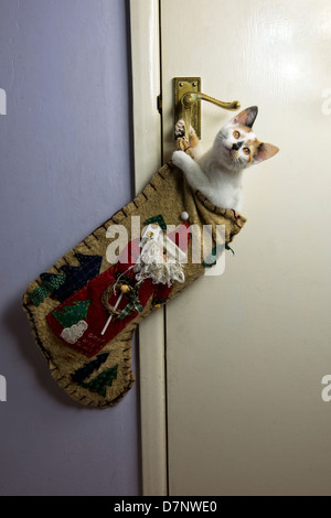 Tre mesi di età gattino giocare tra all'interno di una calza di Natale. Foto Stock