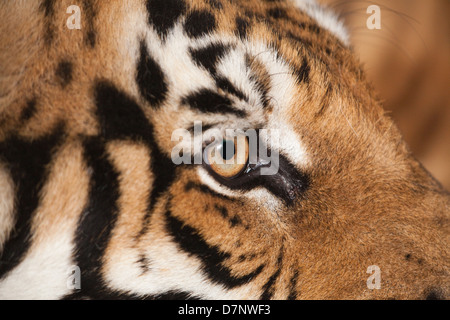 Tigre del Bengala (Panthera tigris tigris). Close-up di occhio destro). Foto Stock
