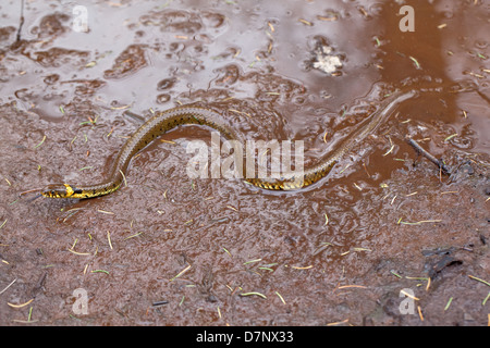 Biscia dal collare (Natrix natrix). Emergendo da un cervo (Cervus elaphus) sguazzare. Ingham. Norfolk. Aprile. Foto Stock