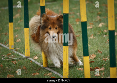 Collie scozzese in agilità della concorrenza. Foto Stock