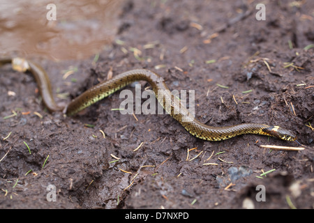 Biscia dal collare (Natrix natrix). Emergendo da un cervo (Cervus elaphus) sguazzare. Ingham. Norfolk. Aprile. Foto Stock