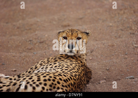 Un giovane ghepardo giacenti in strada nel Serengeti, Tanzania Foto Stock