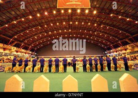 Londra, Regno Unito. 11 maggio 2013. Southern Golden Retriever Team Display display dog al London Pet Show 2013, Earls Court di Londra, Inghilterra. Credito: Paul Brown/Alamy Live News Foto Stock