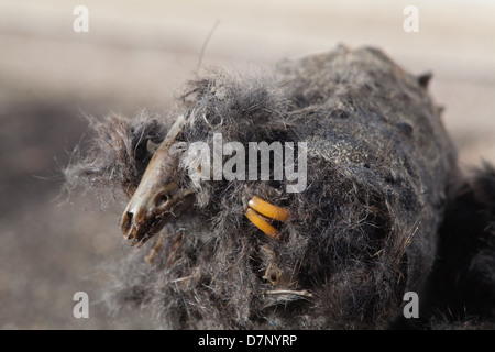 Pellet rigurgitato da un Barbagianni (Tyto alba). Pellet rotto in metà per rivelare il cranio di una megera Sorex sp. e incisivi di roditore. Foto Stock