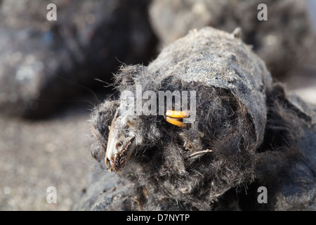 Pellet rigurgitato da un Barbagianni (Tyto alba). Pellet rotto in metà per rivelare il cranio di una megera Sorex sp. e incisivi di roditore. Foto Stock