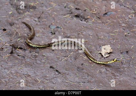 Biscia dal collare (Natrix natrix). Emergendo da un cervo (Cervus elaphus) sguazzare. Ingham. Norfolk. Aprile. Foto Stock