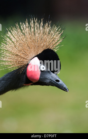 West African nero o nero-cervice Crowned Crane Balearaica pavonina pavonina. Foto Stock