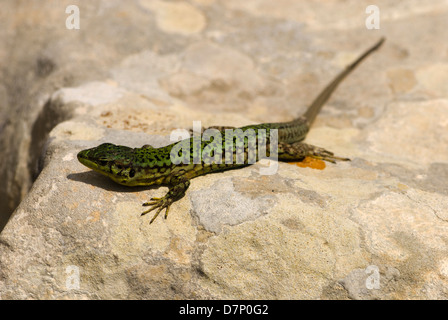 Gekko su una parete Foto Stock