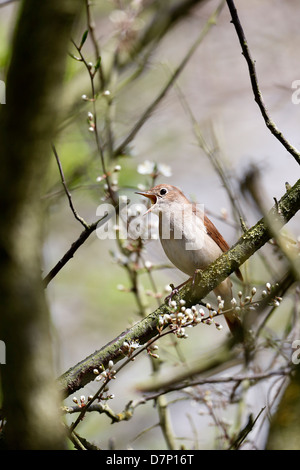 Nightingale, Luscinia megarhynchos, solo il canto degli uccelli nella struttura ad albero, Lincolnshire, Aprile 2013 Foto Stock