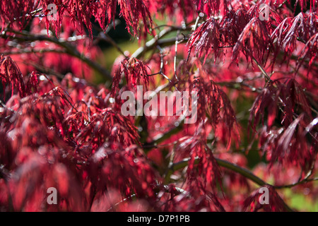 Foglie di Acer in stretta Foto Stock