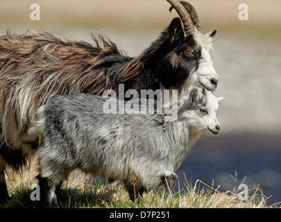 Nanny e Kid, capre selvatiche su un Inverness-shire mountain station wagon. SCO 9071 Foto Stock