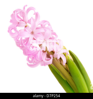 Giacinto rosa su sfondo bianco Foto Stock