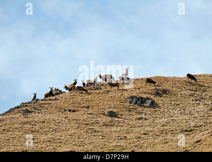 Red cervi a inizio estate vivono sulla terra alta delle montagne scozzesi. SCO 9074 Foto Stock