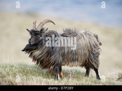 Feral capra selvatica vivente su un Inverness-shire mountain station wagon. SCO 9078 Foto Stock