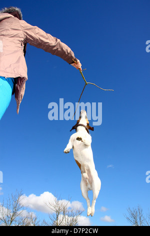 Jack Russell Terrier cane salti in aria per stick Foto Stock