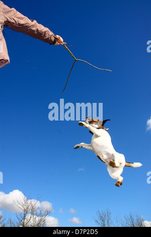 Jack Russell Terrier cane salti in aria per stick Foto Stock