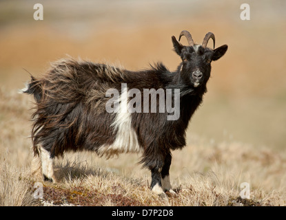 Feral capra su un Inverness-shire mountain station wagon. SCO 9080 Foto Stock