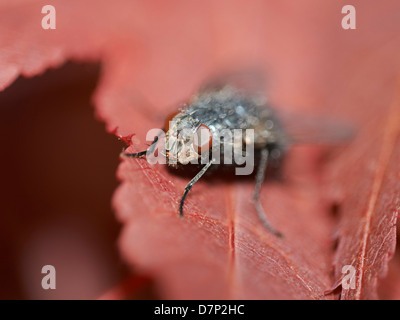 Close up della casa comune volare Foto Stock