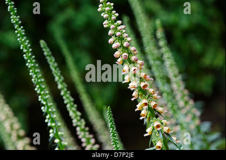 DIGITALIS FERRUGINEA 'GIGANTEA" (RUSTY FOXGLOVE); chiudere fino Foto Stock