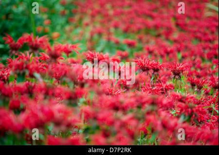 MONARDA ROSSA Foto Stock