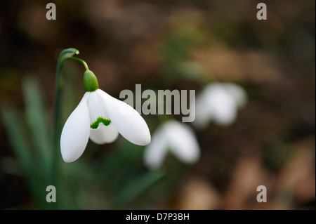 GALANTHUS 'MMAGNETE"; fotografato alla RHS Wisley Gardens nel Surrey, Inghilterra. Foto Stock