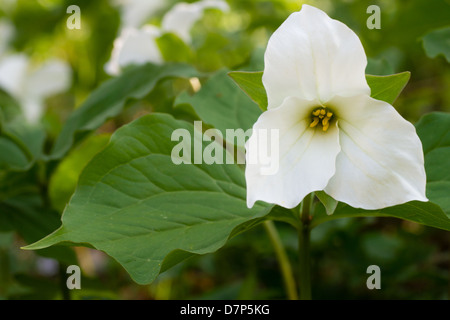 Una chiusura di un bianco trillium, nativo di fiori di bosco. Foto Stock