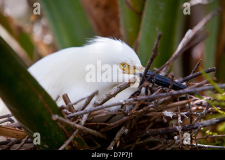 Un Airone guardabuoi è visibile a livello di farm di alligatore Zoological Park di St. Augustine, Florida Foto Stock