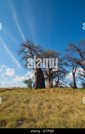 Baines baobabs sul bordo di una coppa di sale in Africa, albero della vita Foto Stock