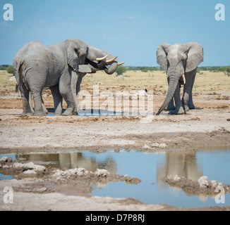 Elefanti a un deserto Watering Hole in Africa Foto Stock