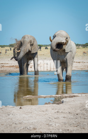 Elefanti a un deserto Watering Hole in Africa, uno è un bagno di fango Foto Stock