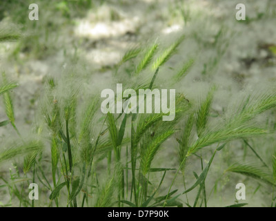 Il pioppo andando responsabile di allergia in un campo di erba selvatica Foto Stock