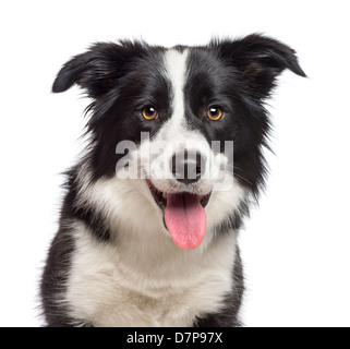 Border Collie, 1,5 anni, guardando la telecamera contro uno sfondo bianco Foto Stock