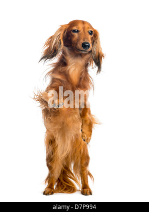 Bassotto, 4 anni, sulle zampe posteriori, appoggiata contro il vetro nella parte anteriore del fondo bianco Foto Stock