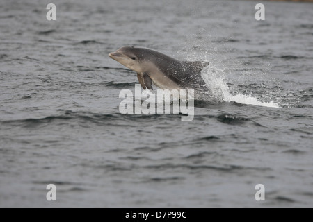 Il tursiope o delfino maggiore polpaccio (Tursiops truncatus) violare in Moray Firth. La Scozia. Foto Stock