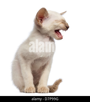 Oriental Shorthair kitten, 9 settimane, seduto e meowing contro uno sfondo bianco Foto Stock