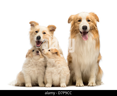 Border Collie Famiglia, padre, madre e cuccioli, seduto di fronte a uno sfondo bianco Foto Stock