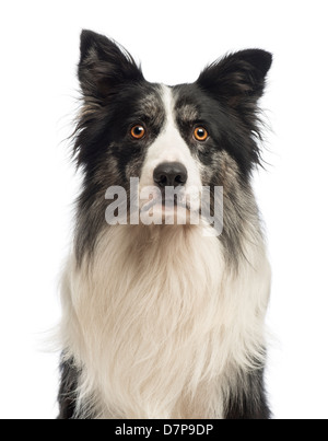 Close-up di un Border Collie, 8,5 anni, contro uno sfondo bianco Foto Stock