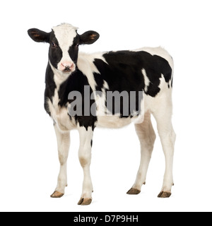 Carne di vitello, 8 mesi di età, di fronte a uno sfondo bianco Foto Stock