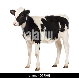 Carne di vitello, 8 mesi di età, guardando al via davanti a uno sfondo bianco Foto Stock