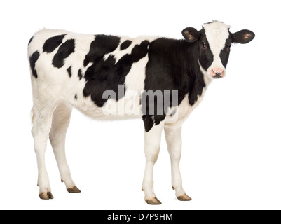 Carne di vitello, 8 mesi di età, di fronte a uno sfondo bianco Foto Stock
