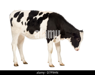 Carne di vitello, 8 mesi di età, guardando verso il basso nella parte anteriore del fondo bianco Foto Stock