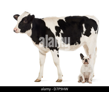 Bulldog francese seduto sotto una carne di vitello, 8 mesi di età, di fronte a uno sfondo bianco Foto Stock