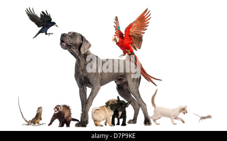 Gruppo di animali inclusi i cani, gatti, uccelli, lizard e furetto contro uno sfondo bianco Foto Stock