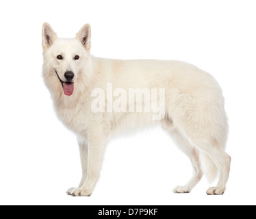 Vista laterale di uno svizzero il cane pastore, 5 anni, di fronte a uno sfondo bianco Foto Stock