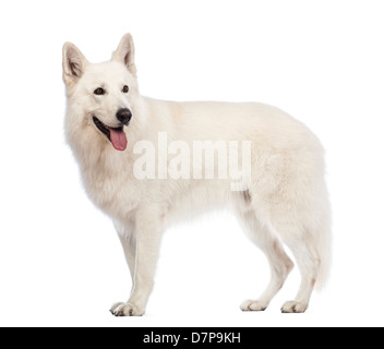 Vista laterale di uno svizzero il cane pastore, 5 anni, di fronte a uno sfondo bianco Foto Stock