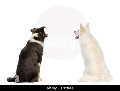 Vista posteriore di due cani guardando un segno bianco, di fronte a uno sfondo bianco Foto Stock