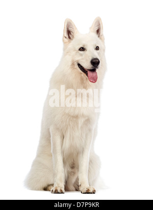 Swiss cane pastore, 5 anni, di fronte a uno sfondo bianco Foto Stock