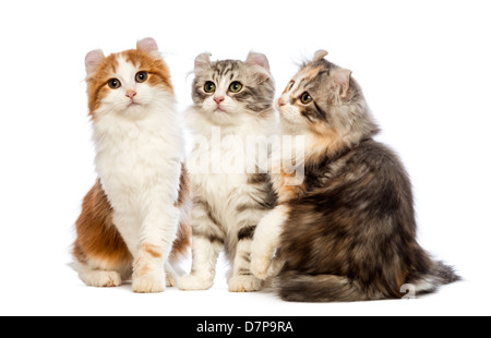 Tre American Curl gattini, 3 mesi di età, sedersi e guardare lontano e alla fotocamera contro uno sfondo bianco Foto Stock