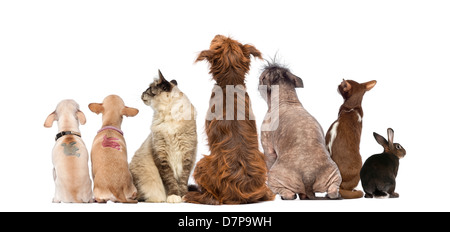 Vista posteriore di un gruppo di animali domestici, cani, gatti, coniglio, seduti contro uno sfondo bianco Foto Stock