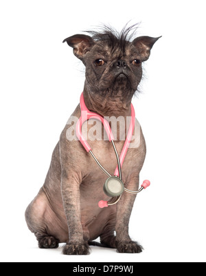 Glabre di razza mista, un incrocio tra un bulldog francese e cinese Crested cane, con uno stetoscopio contro uno sfondo bianco Foto Stock